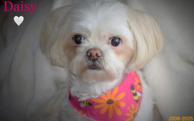 Daisy