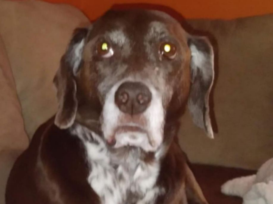 animaux vétérinaire (1)